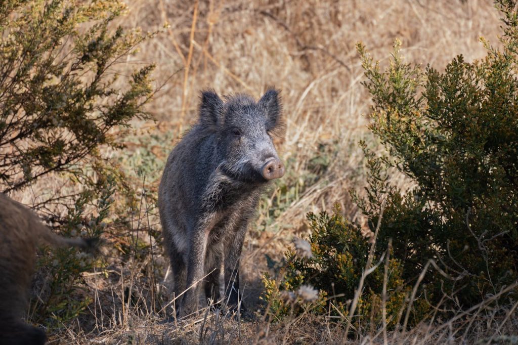 Wild pig