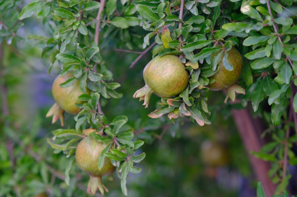 pomegranate on tree branch