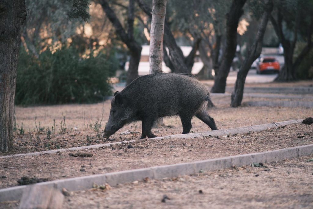 Wild pig on street