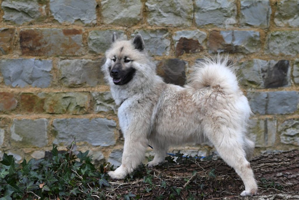 dog standing tail up tense