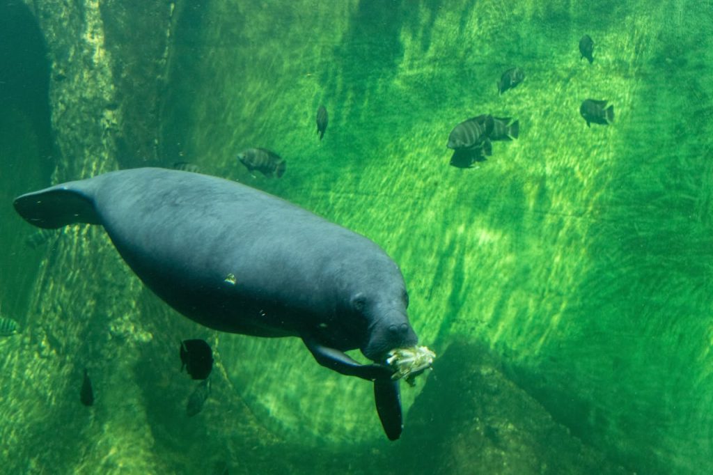 florida manatee spring