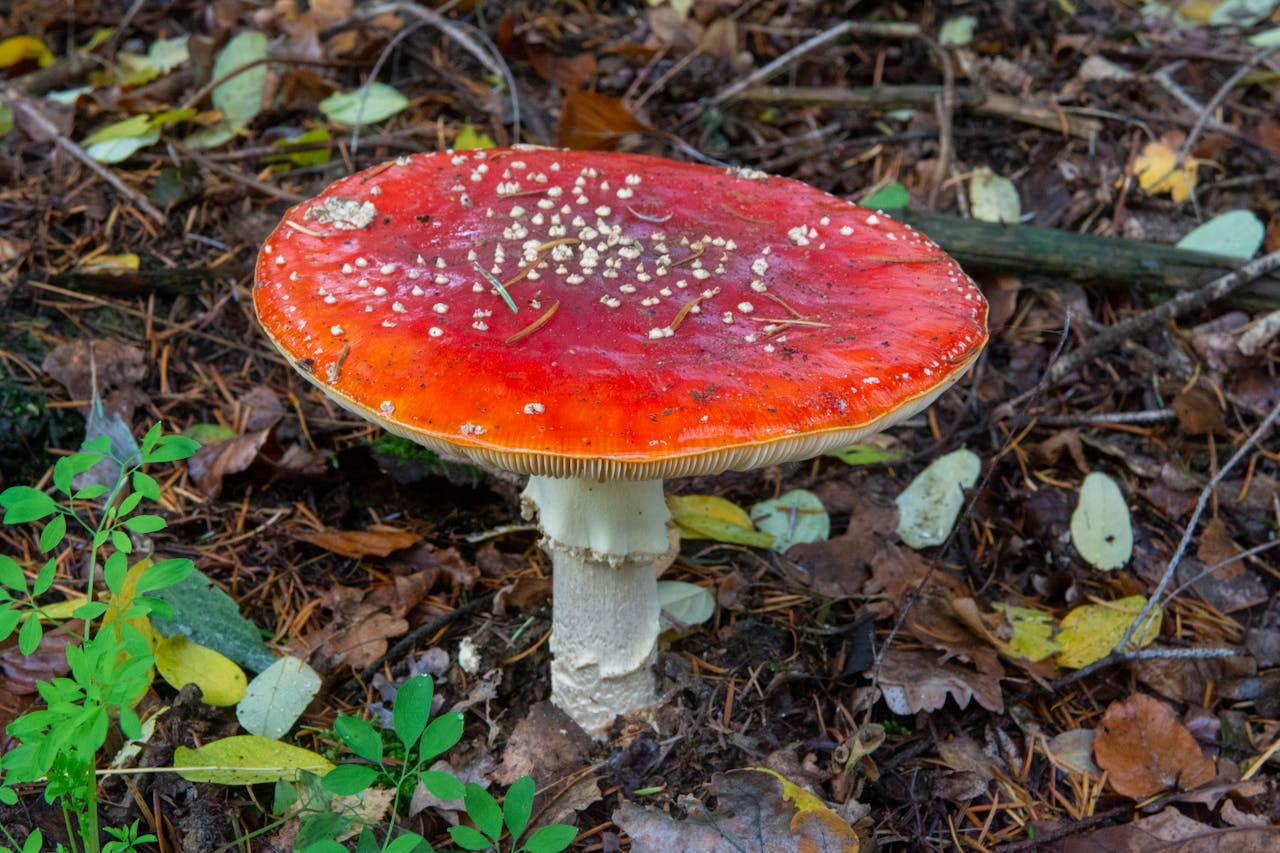 11 Deadly Mushroom Warning Signs County Health Teams Say People Keep Missing