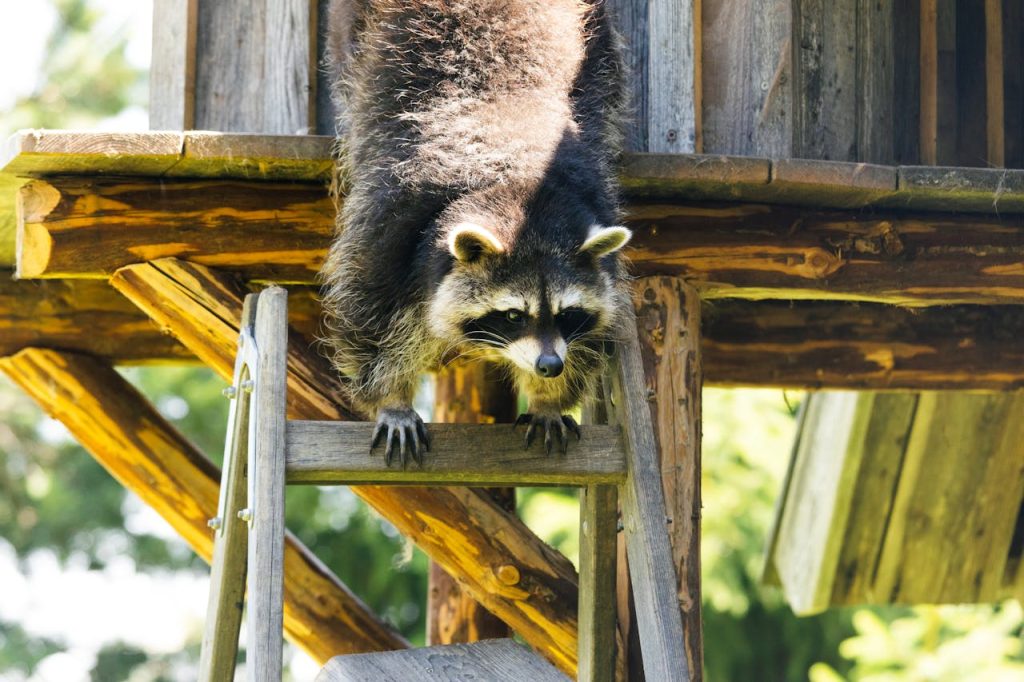 zoo raccoon washing food