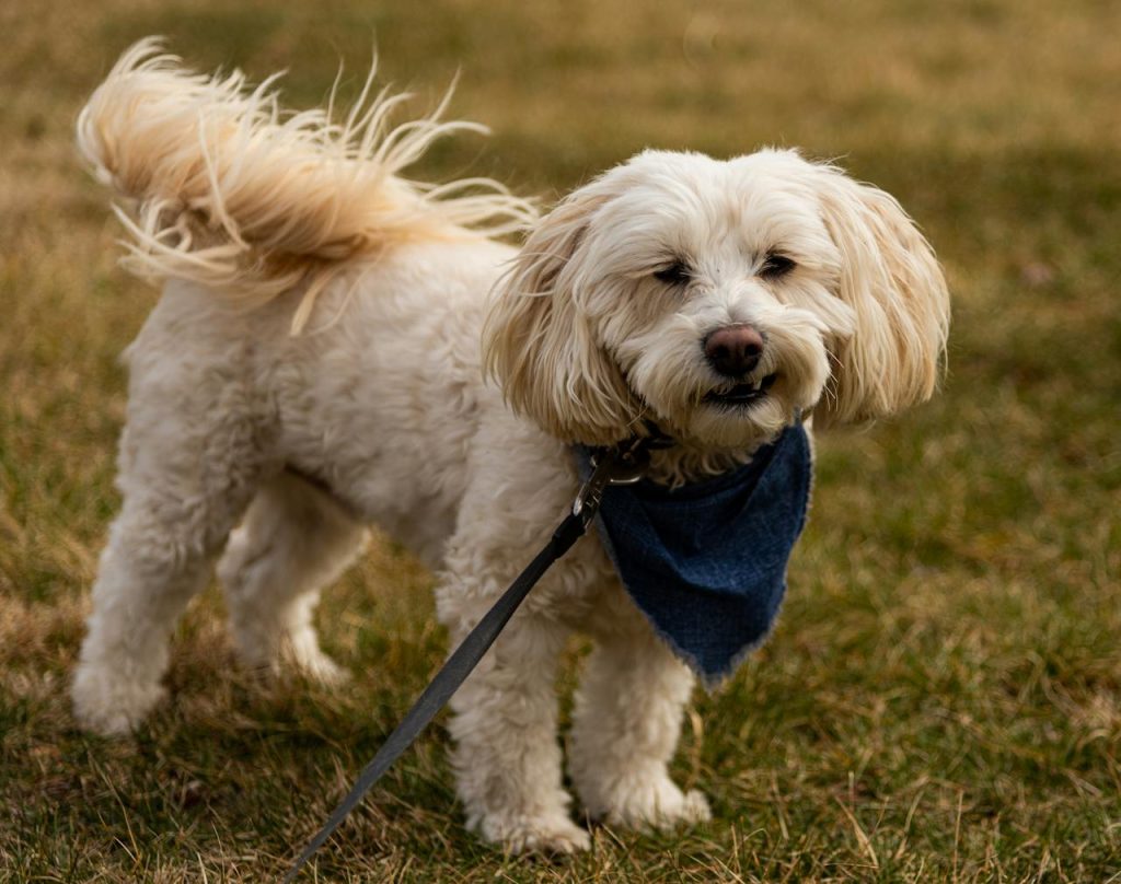 havanese family companion dog