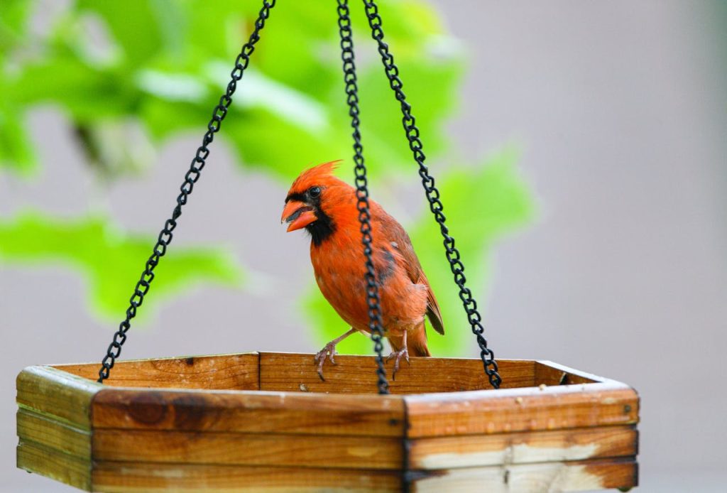 bird feeder summer sun close up