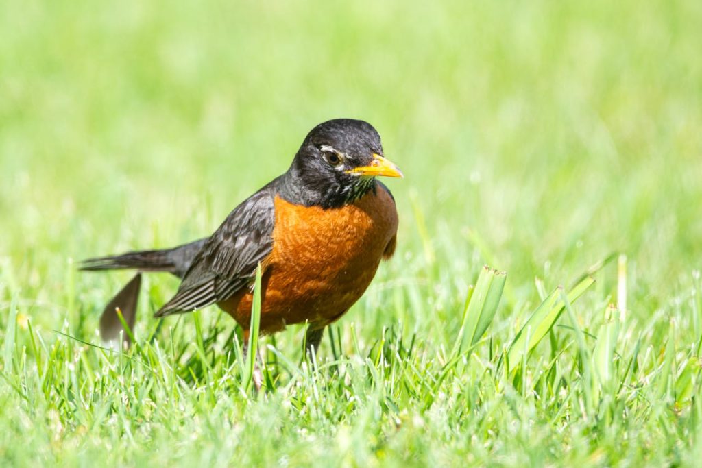 american robin earthworm