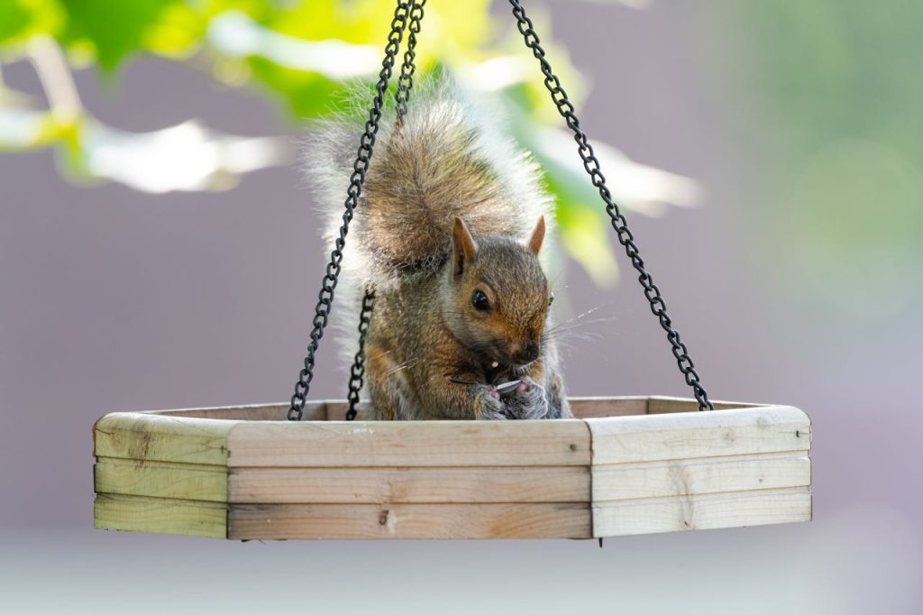 squirrel stealing bird feeder