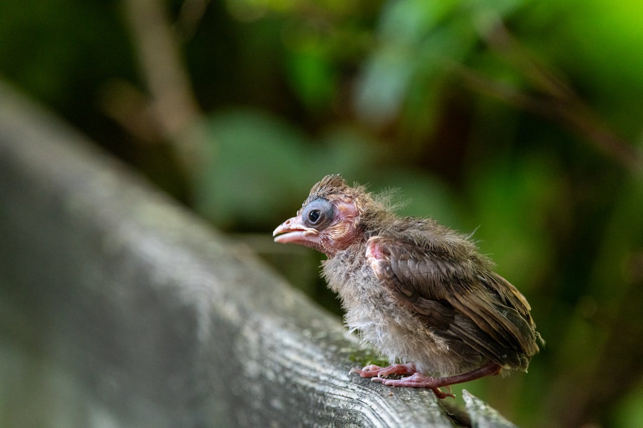 fledgling in garden