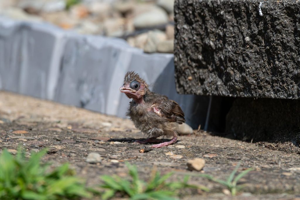baby bird fledgling ground