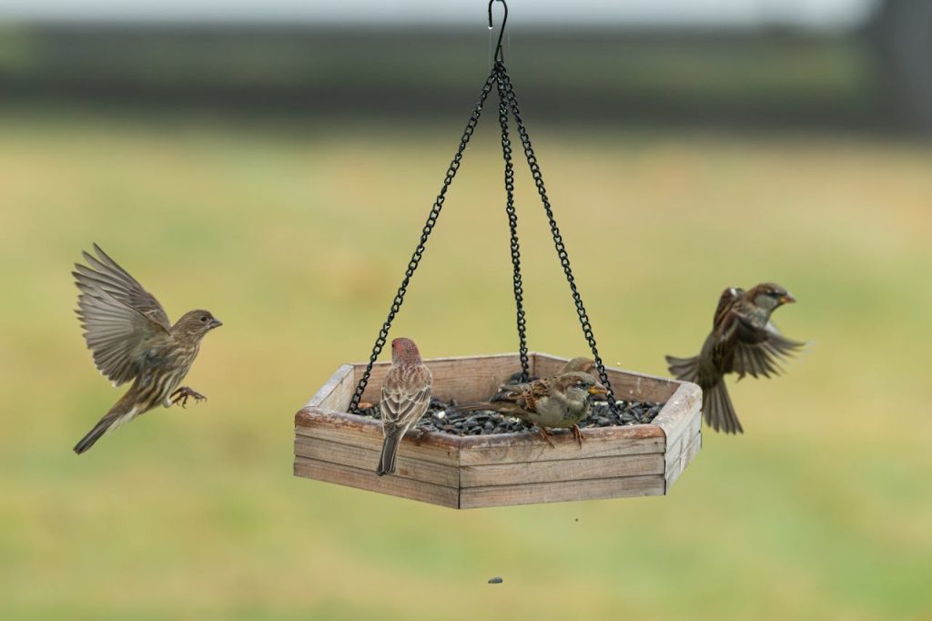 multiple bird feeders