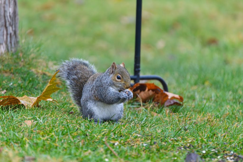 grey squirrel close up paws park