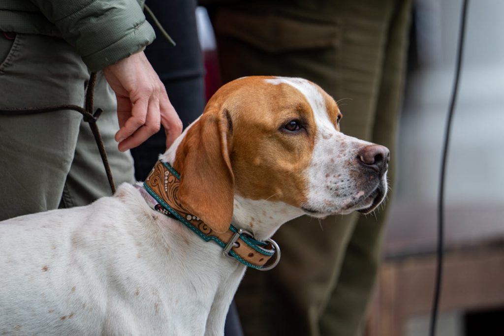 dog collar hand control