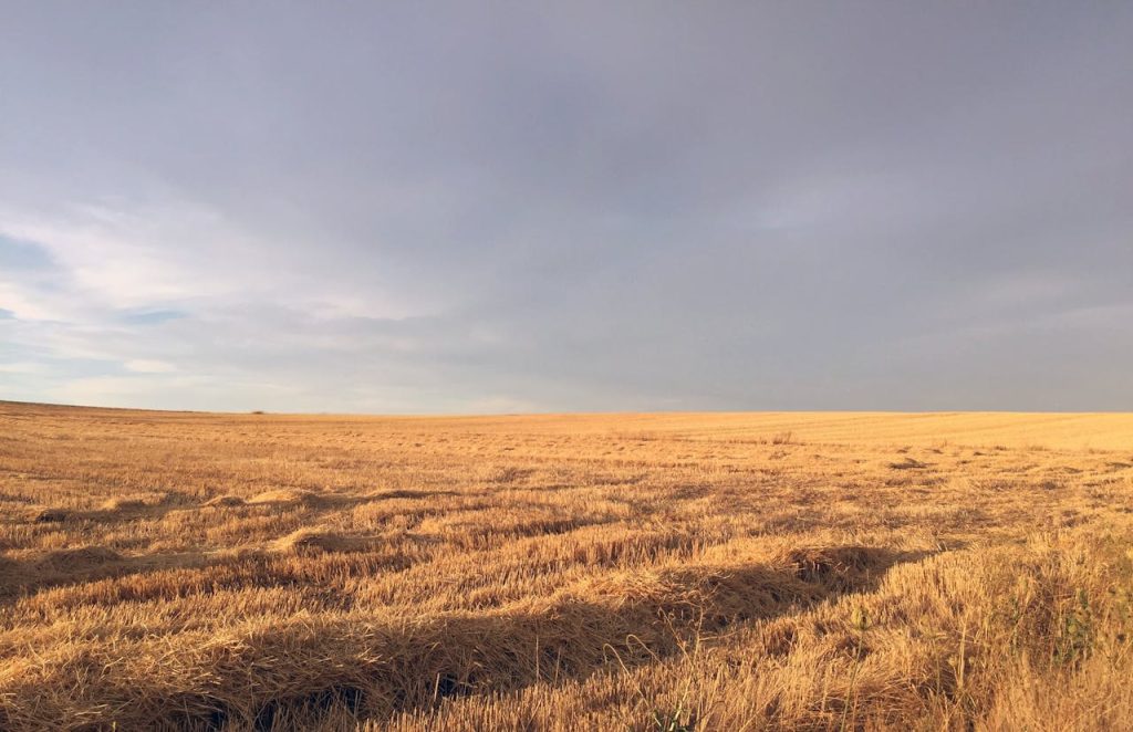 grassland drought contrast