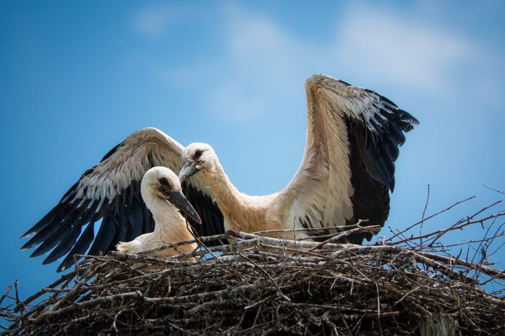 aggressive bird defending nest