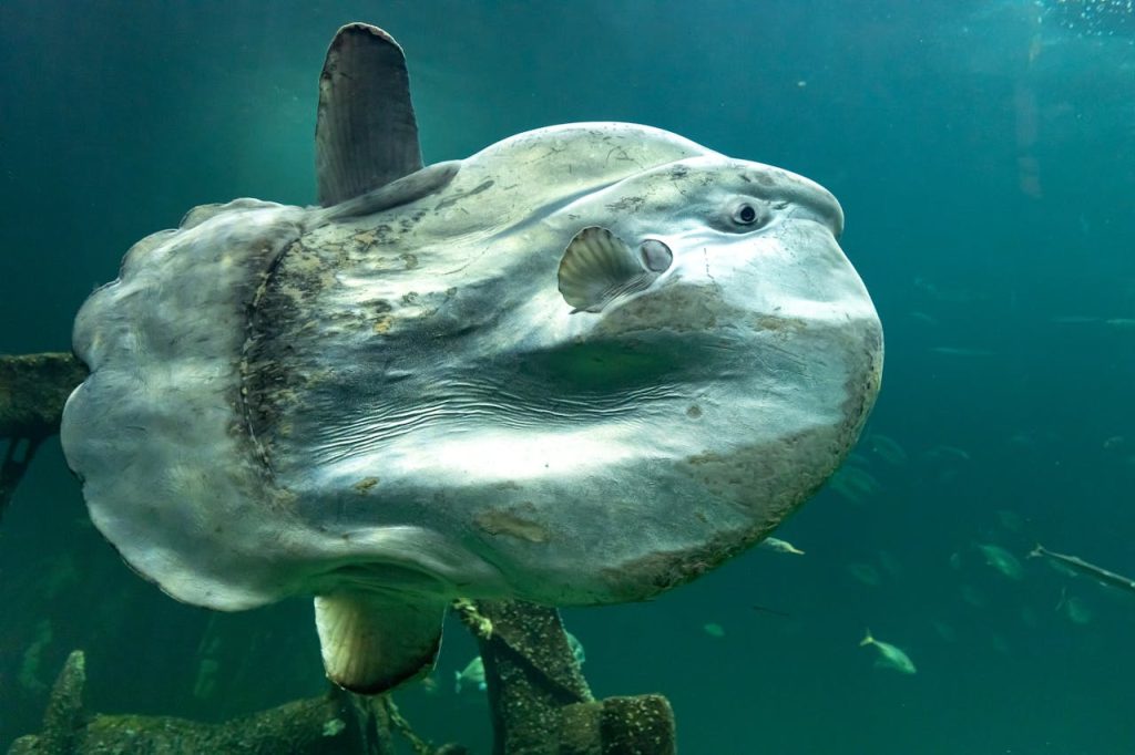 sunfish fish underwater ocean