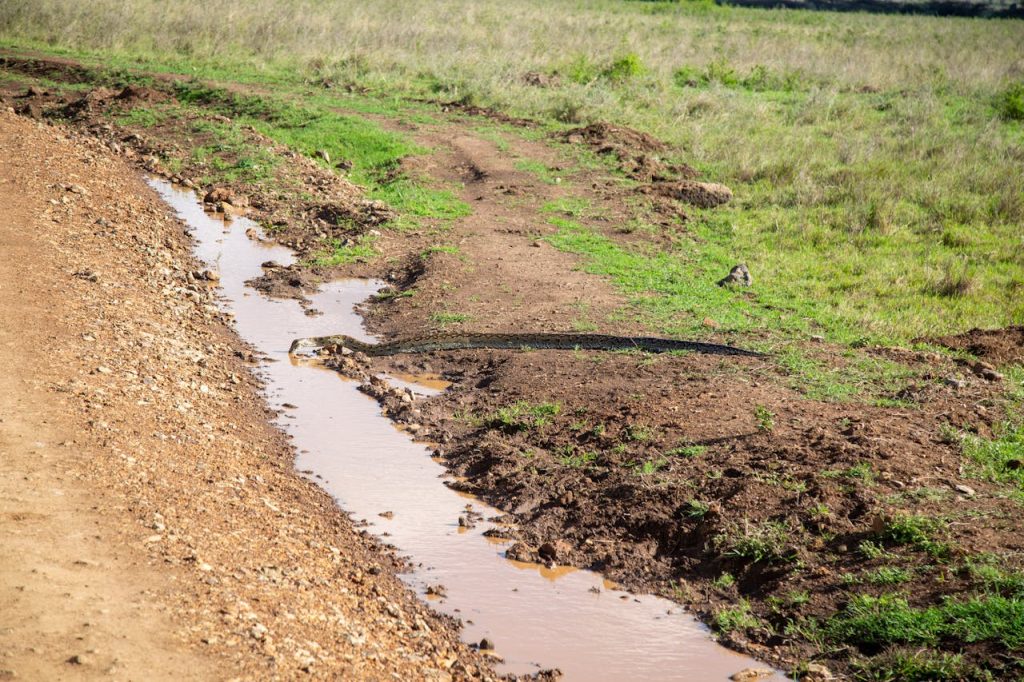 muddy runoff into creek