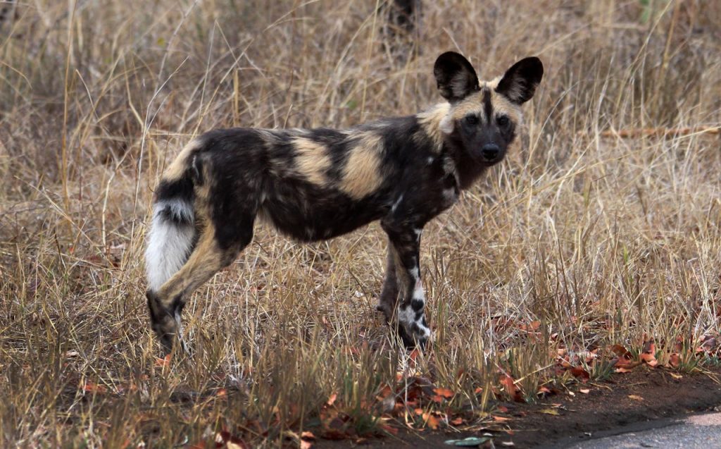 African Wild Dogs