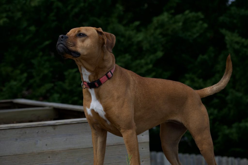 dog standing still alert body language