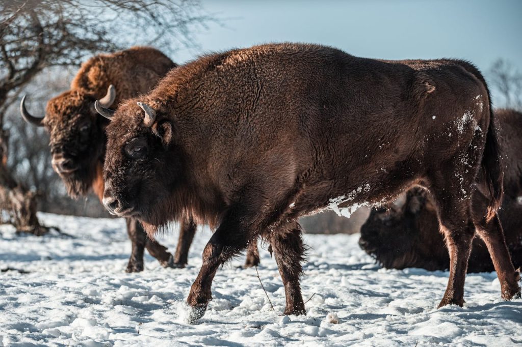 american bison close up profile winter coat