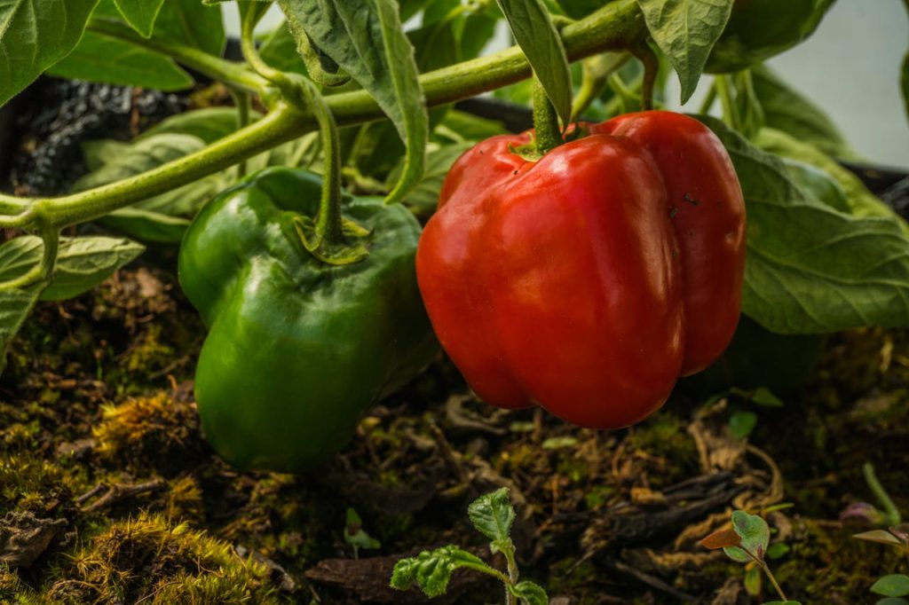 bell pepper plant close up garden