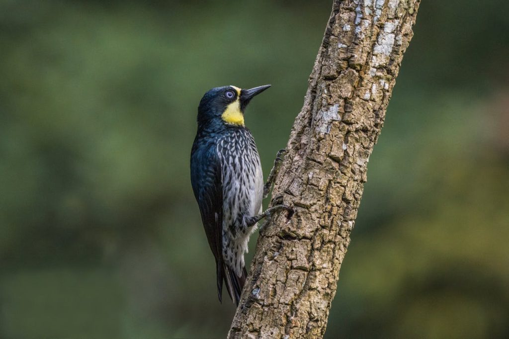 Acorn Woodpecker