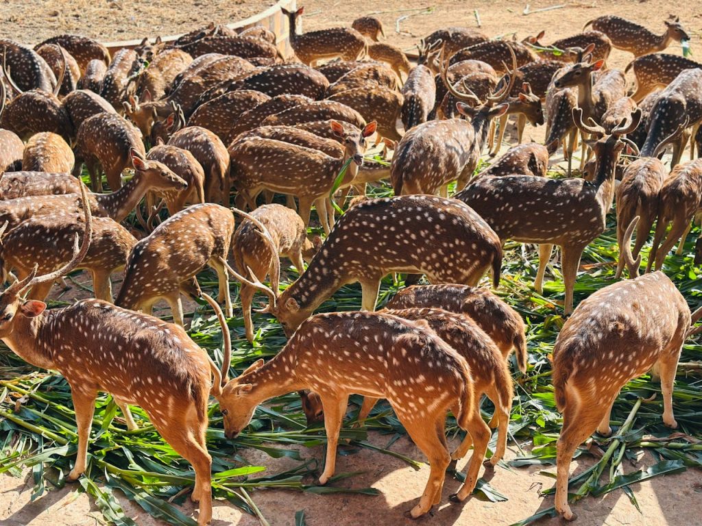 deer herd feeding ground