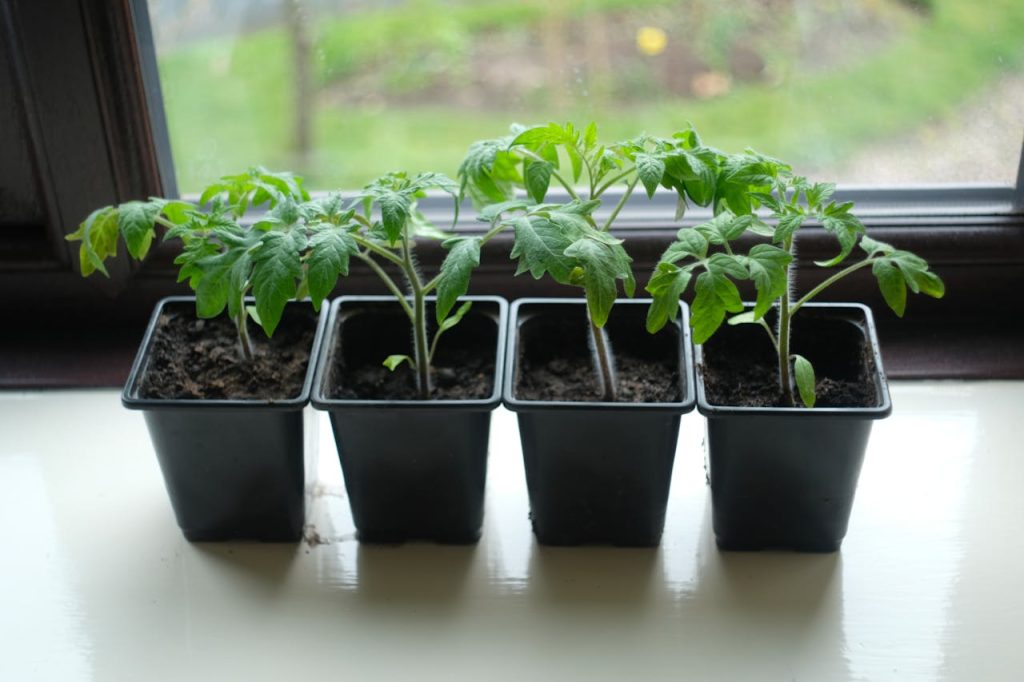 Potted tomatoes