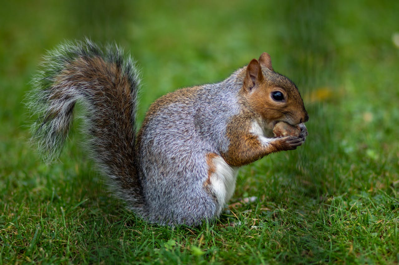 8 Cute Backyard Animals That Cause Big Problems (and Humane Ways to Deter Them)