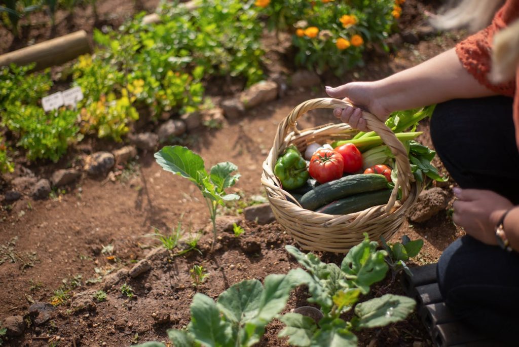 organic vegetable harvest close up