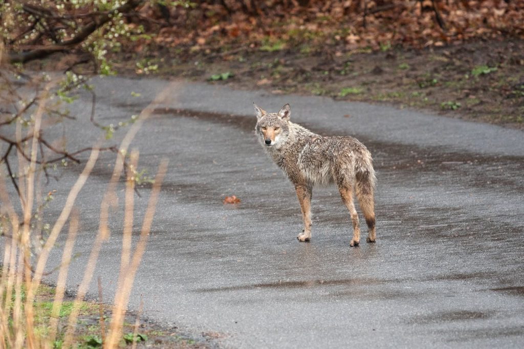 coyote