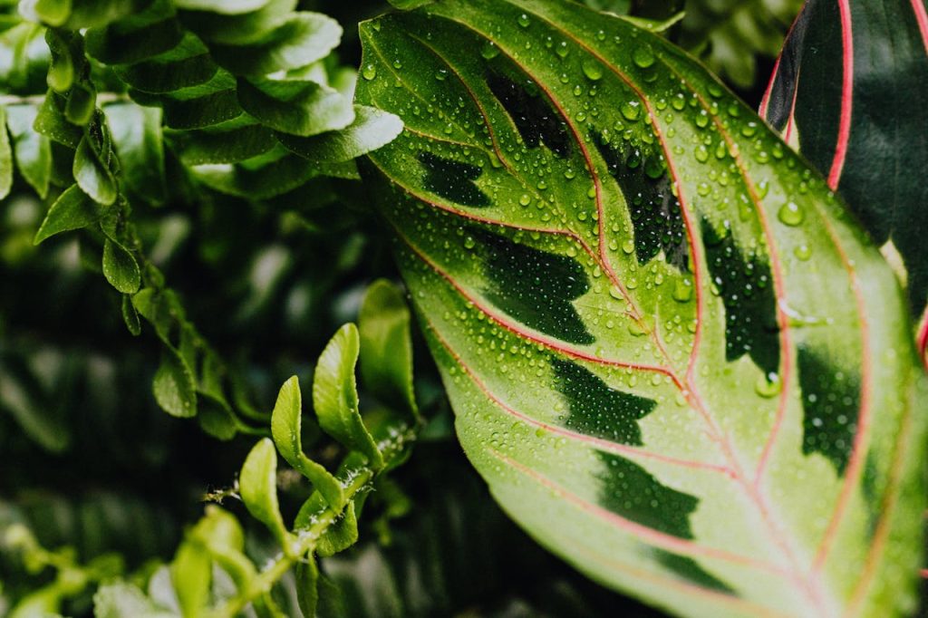 prayer plant maranta leaf veins