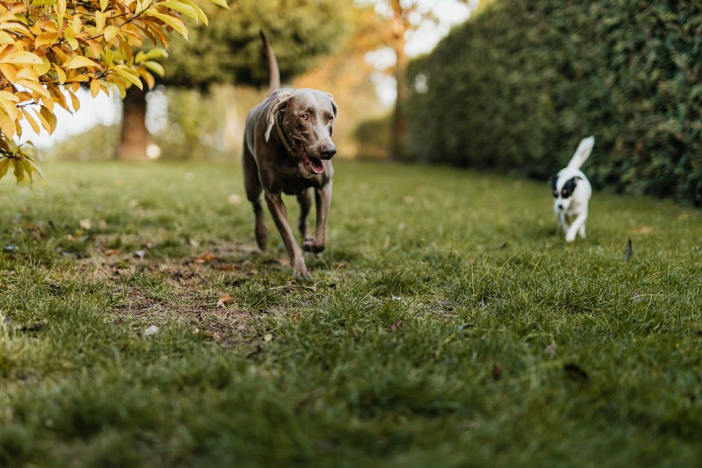 dog near tall grass backyard shrubs