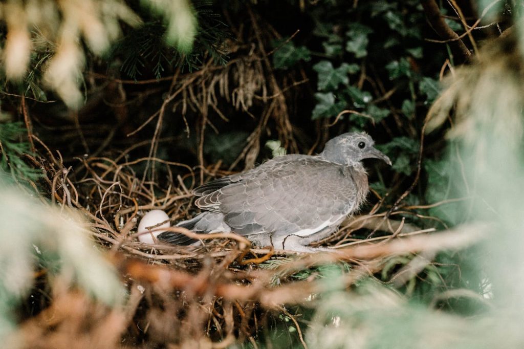 wildlife photographer bird nest distance