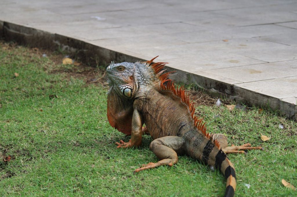 iguana canal