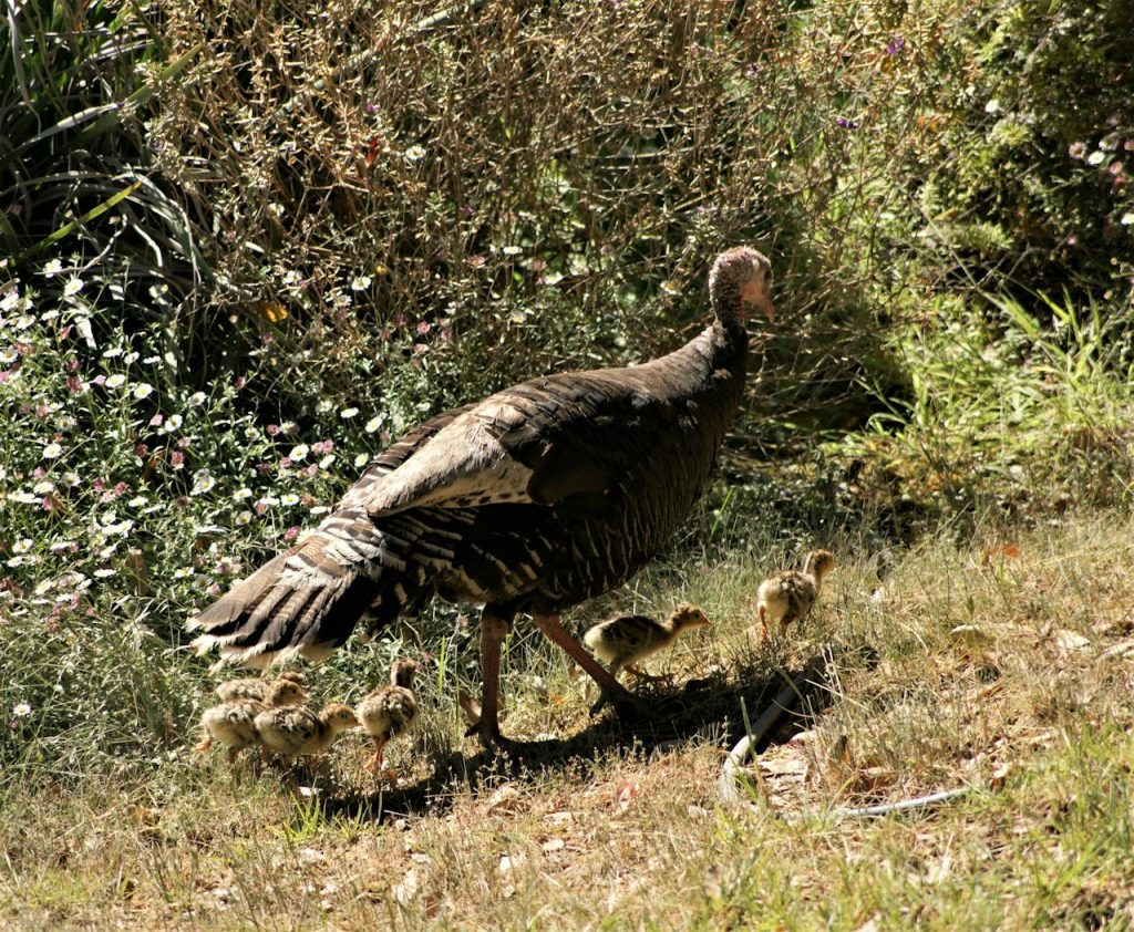 turkey chicks