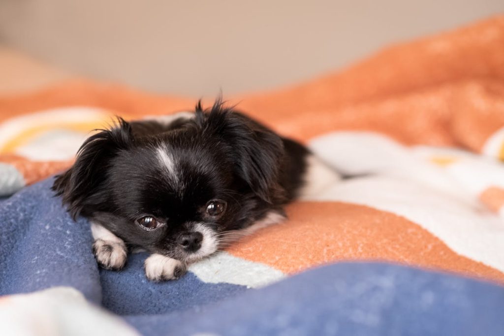japanese chin dog