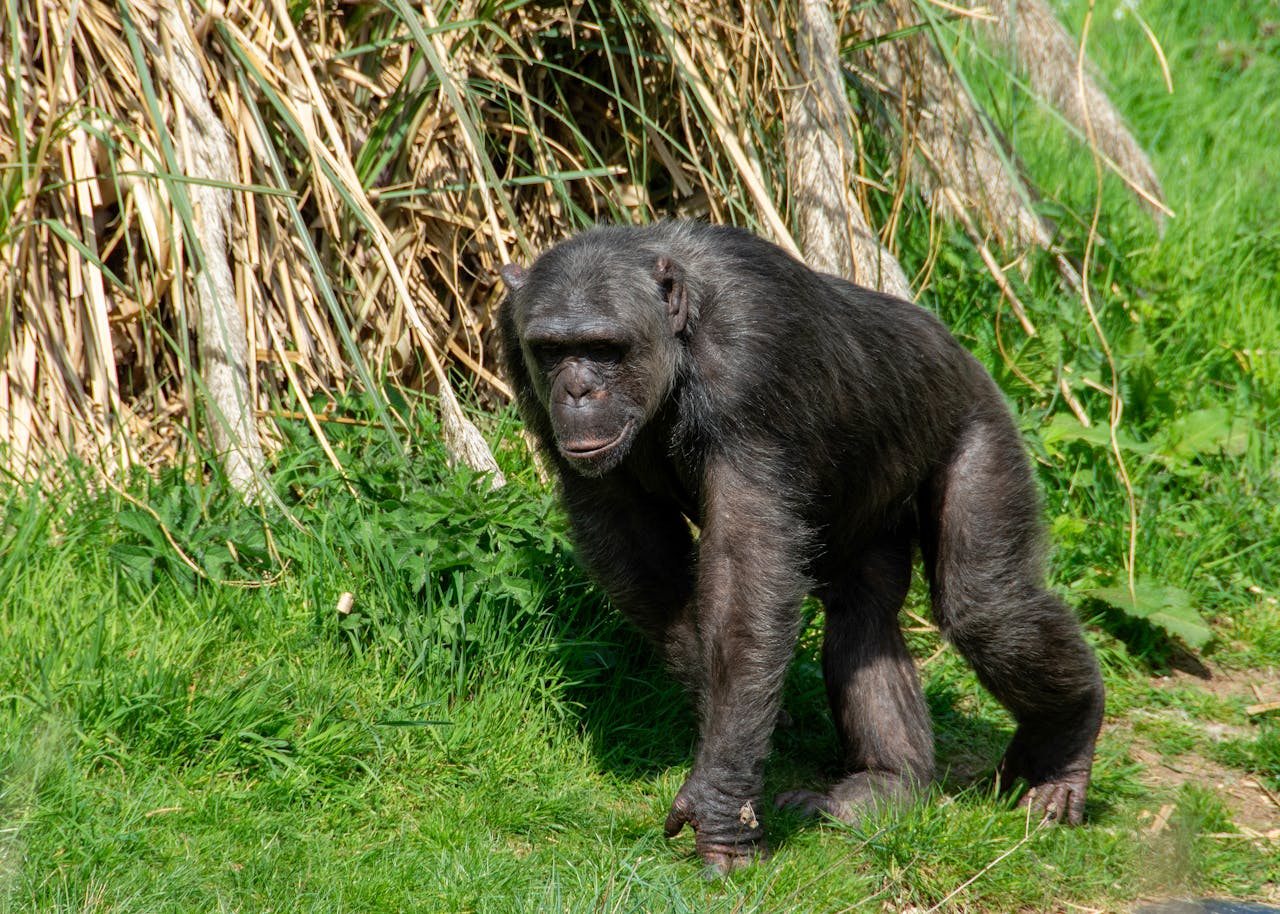 Chimps Changing Their Minds Is Rewriting What We Call Intelligence