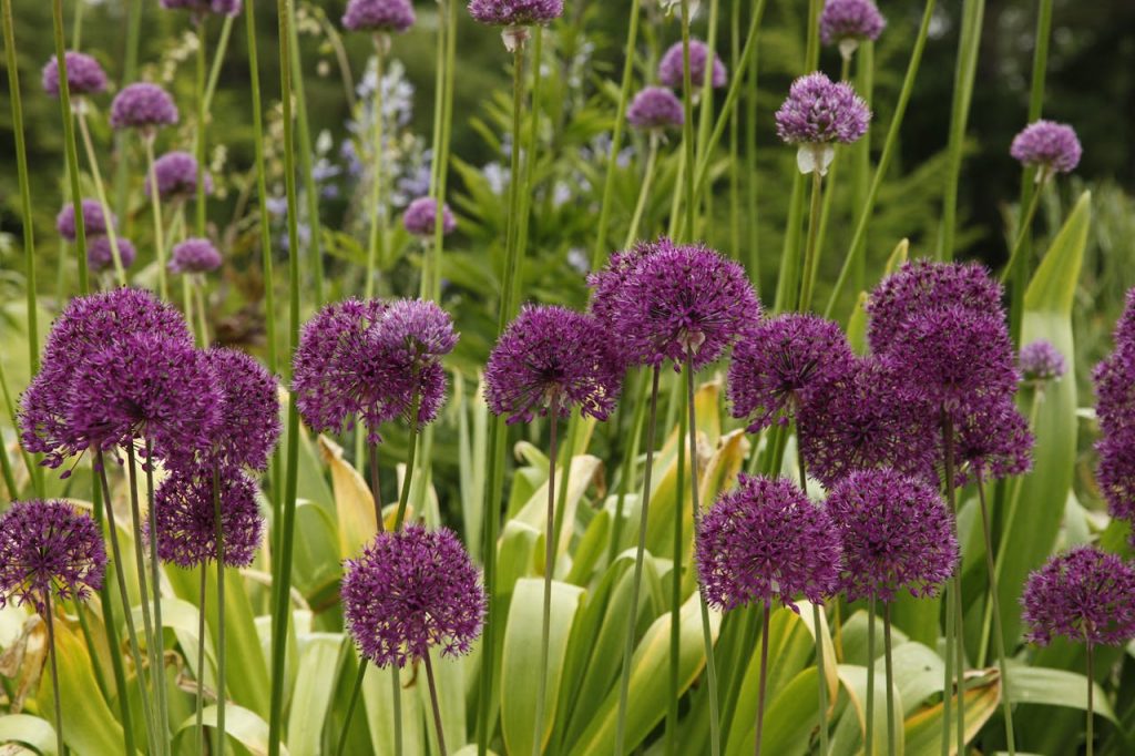 allium flowers garden