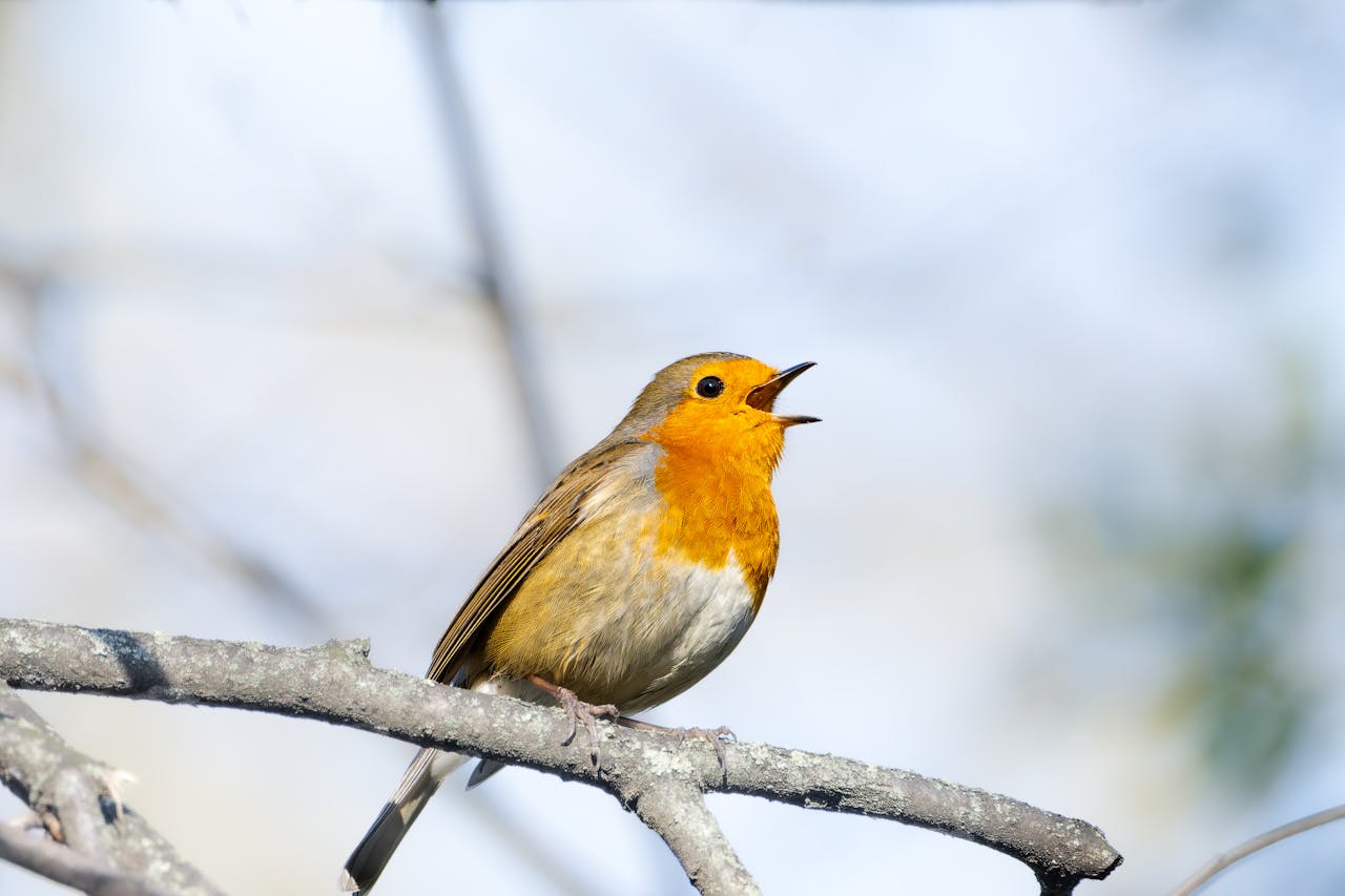 robin on frosty grass sunrise