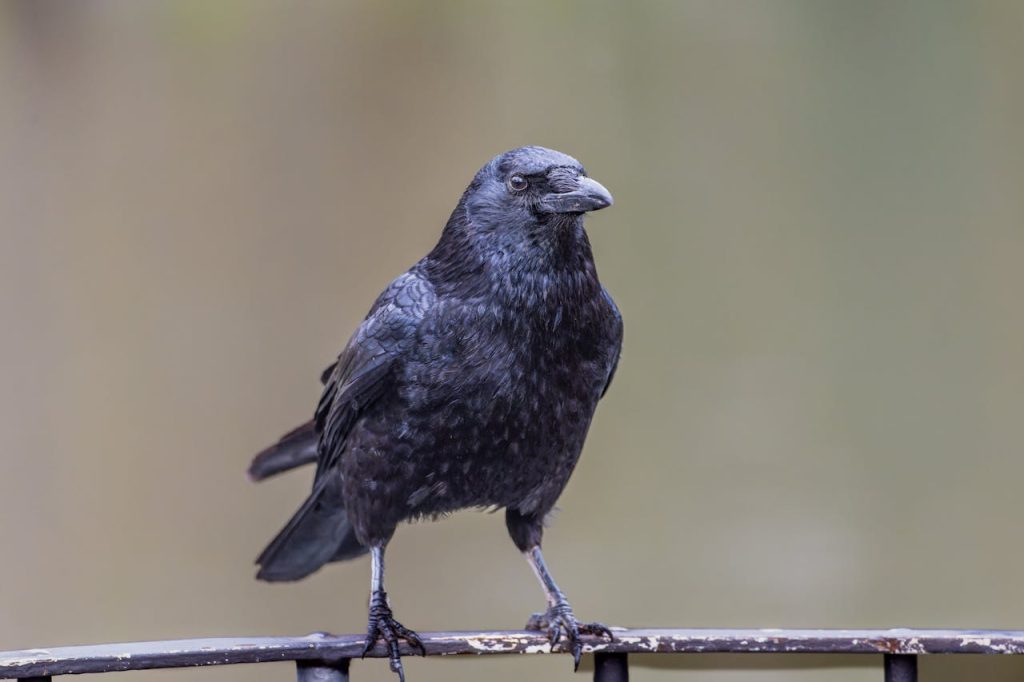common raven close up