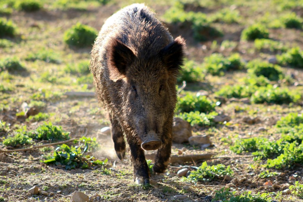 feral pig field edge
