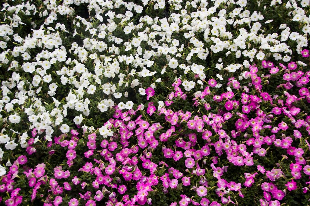 heat stressed potted flowers