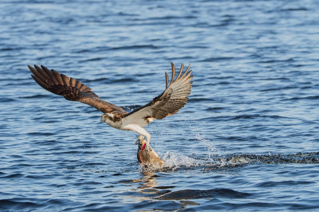 osprey dive fish talons water