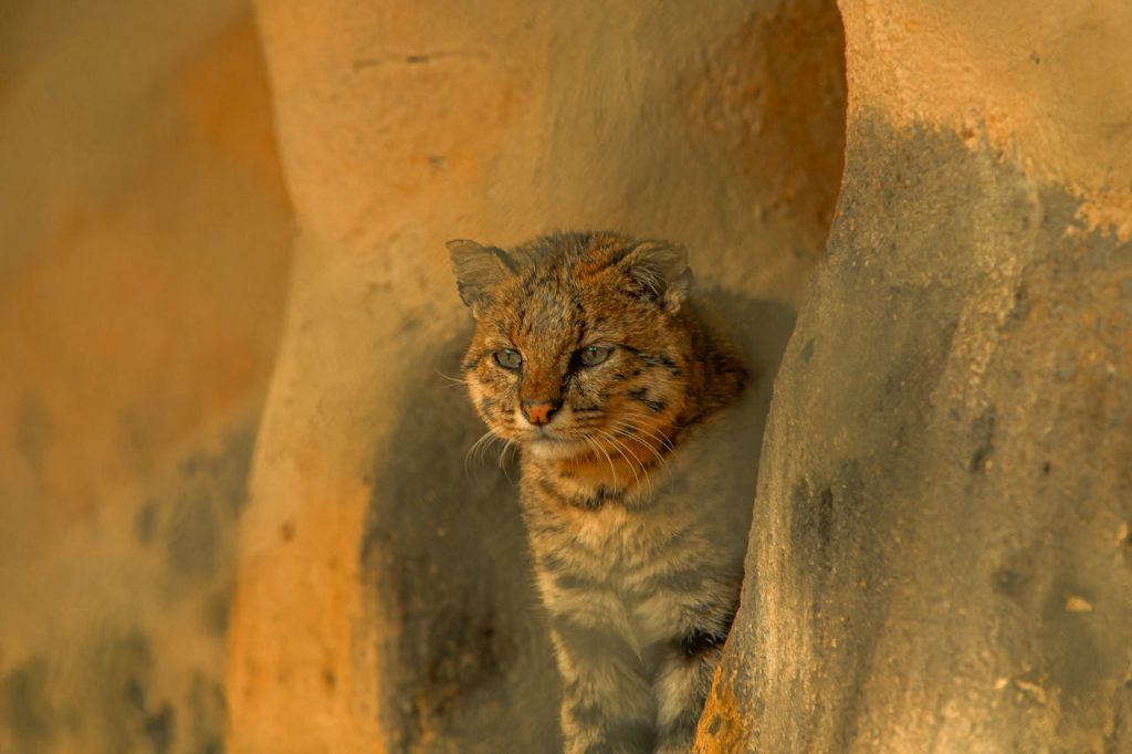 bobcats in arizona