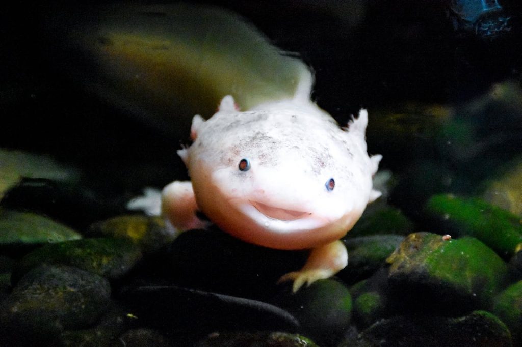 axolotl