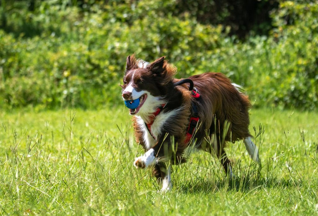 smooth collie friendly dog walking