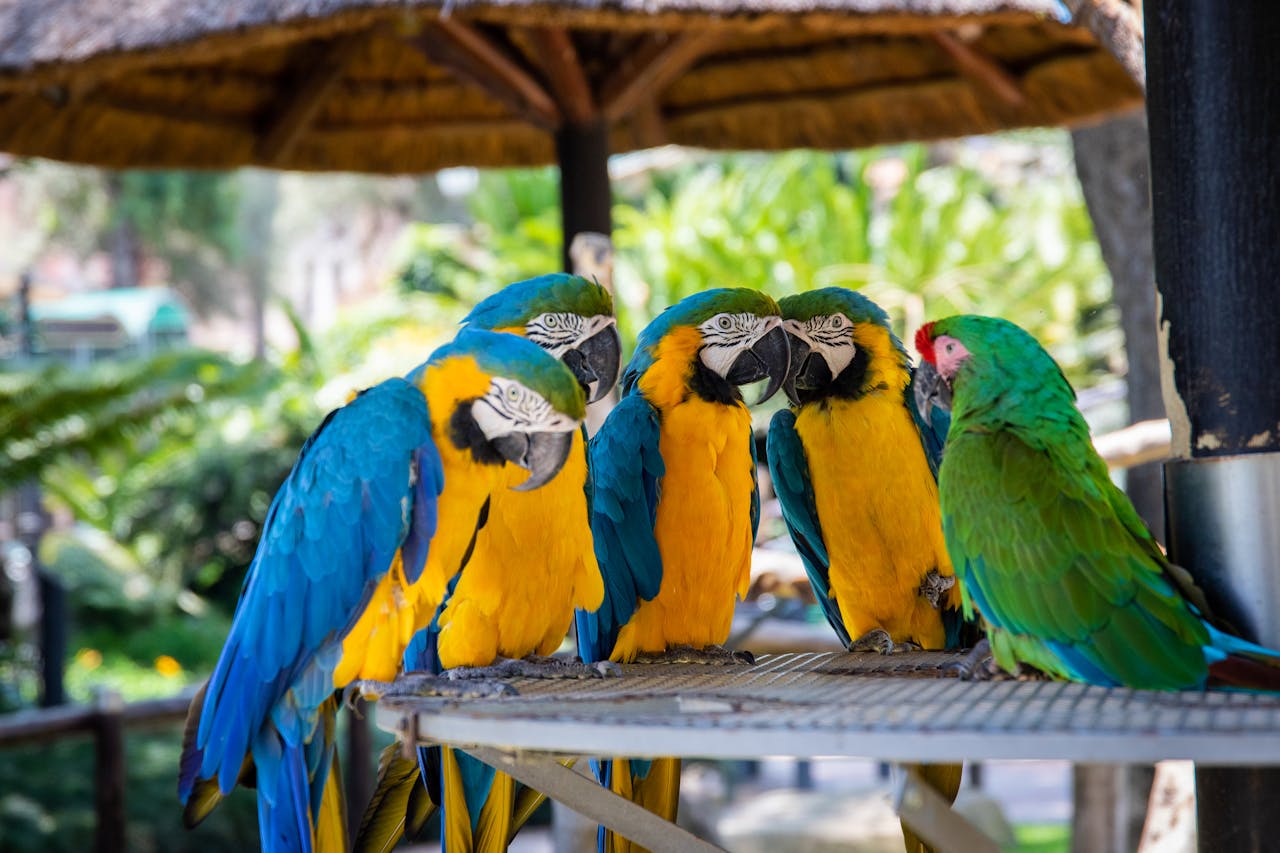 tropical birds colorful canopy
