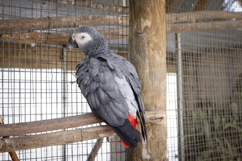 african grey parrot portrait