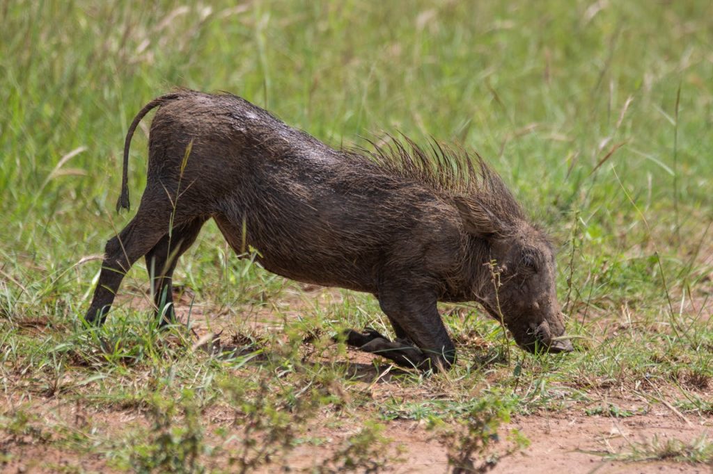 wild boar digging ground close up