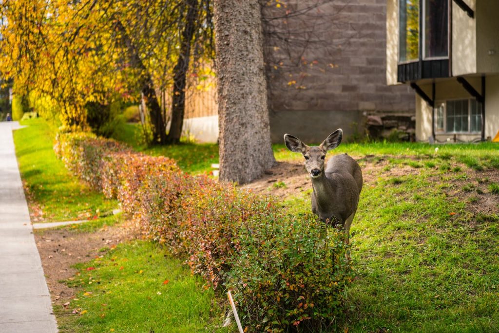 deer browsing shrubs suburban backyard